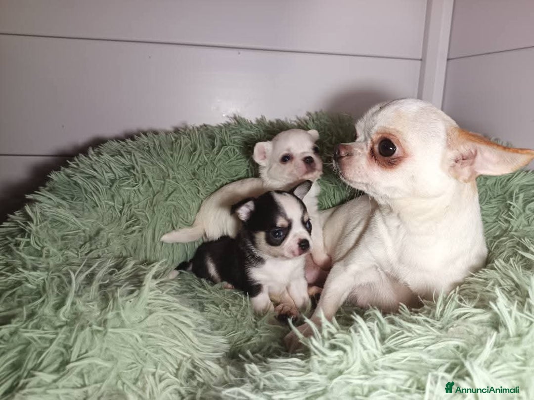 Chihuahua cani in vendita: Due piccoli Chihuahua, nati il 30 settembre 2025 - Annuncio 10