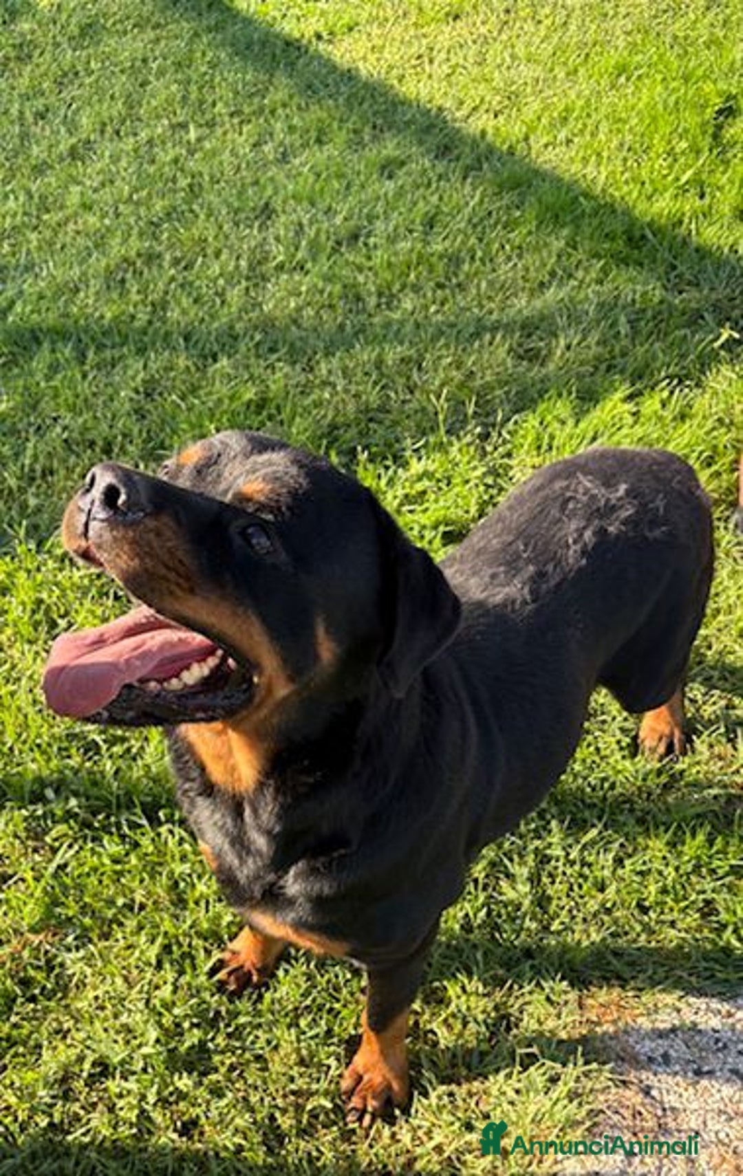 Rottweiler cani in regalo: Adozione del ❤️ per Aaron - Annuncio 4