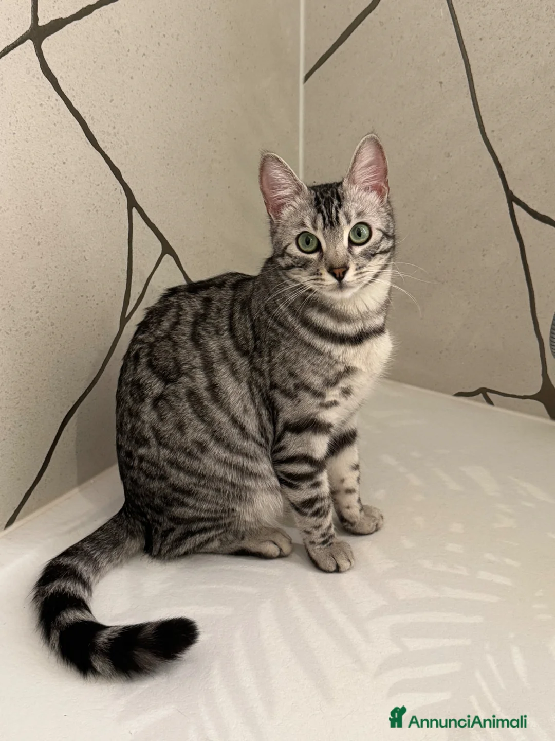 Bengala gatti in vendita: Cuccioli bengala disponibili su prenotazione  a Provincia autonoma di Bolzano - Alto Adige - Annuncio 4