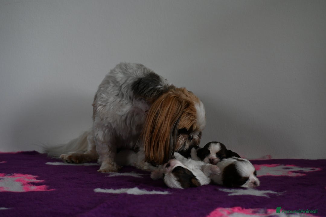 Shih Tzu cani in vendita: SHIH TZU CUCCIOLI PEDIGREE ENCI  a Provincia di Belluno - Immagine 8