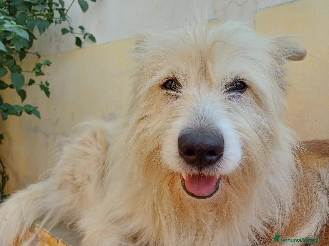 Meticcio cani in regalo: Baloo - 5 anni - Annuncio 2