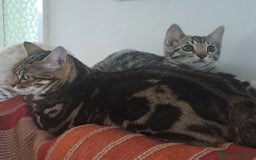 Bengala gatti in vendita: Gattino maschio di razza bengala a Provincia della Spezia - Immagine 7