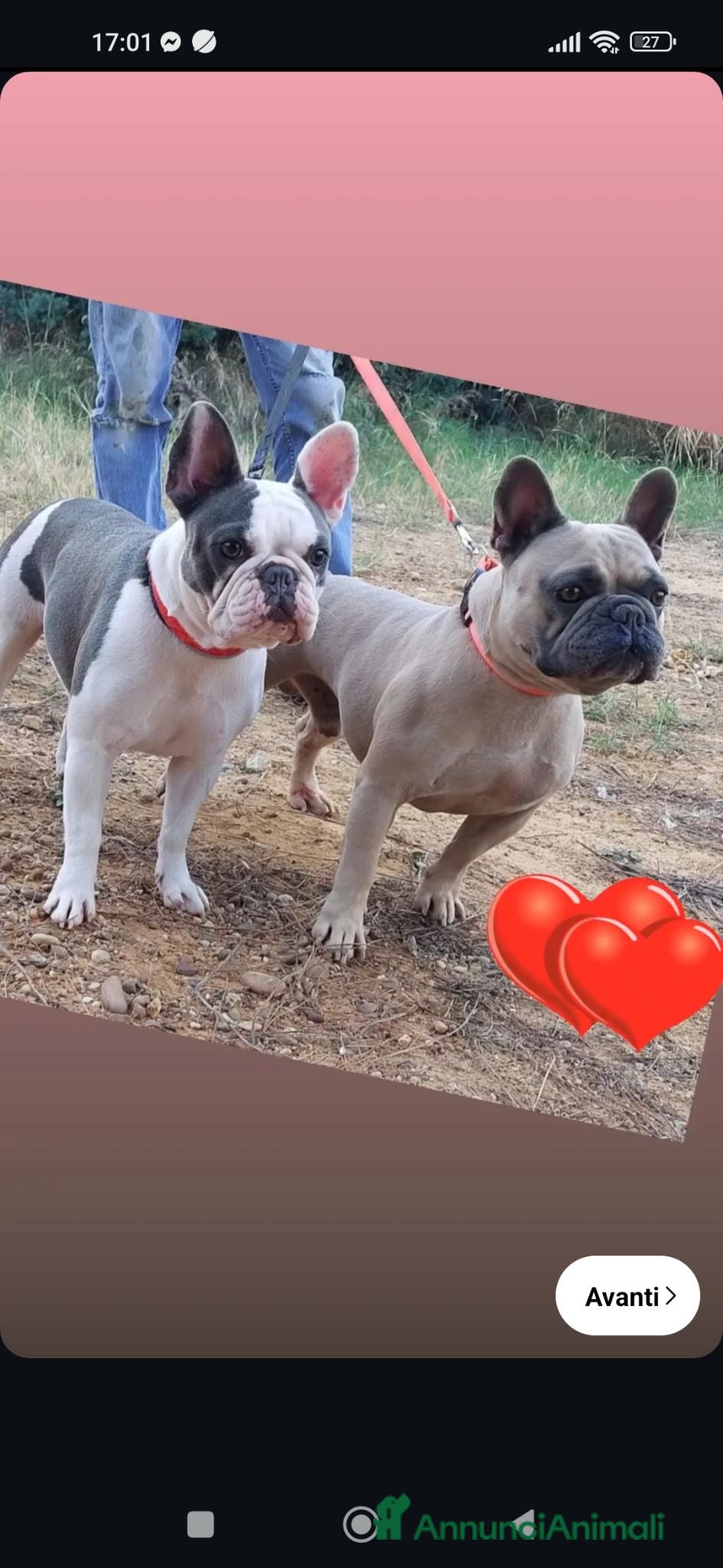 Bulldog Francese cani Bulldog francese maschio  - Annuncio 8