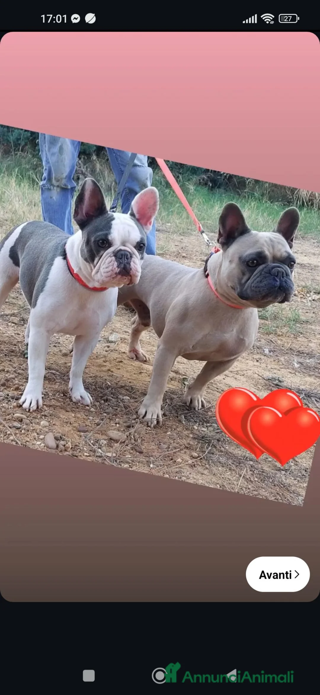 Bulldog Francese cani in vendita: Bulldog francese maschio  - Annuncio 1