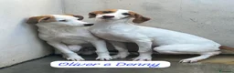 Meticcio cani in regalo: OLIVER E DENNY - Annuncio 1