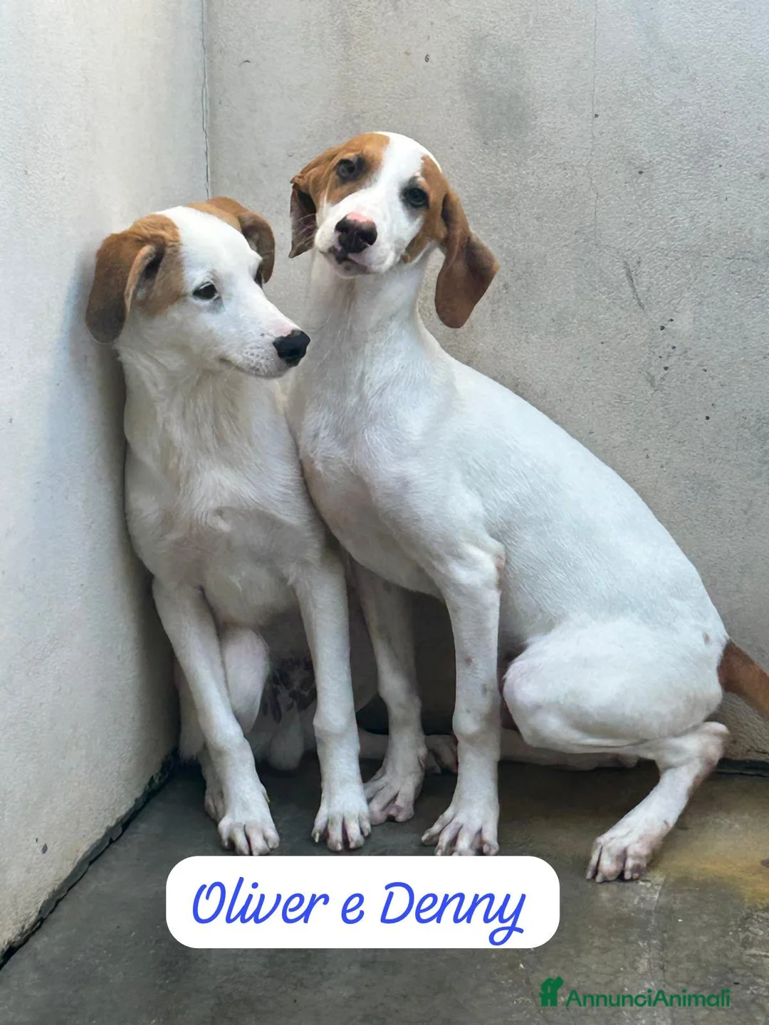 Meticcio cani in regalo: OLIVER E DENNY - Annuncio 1