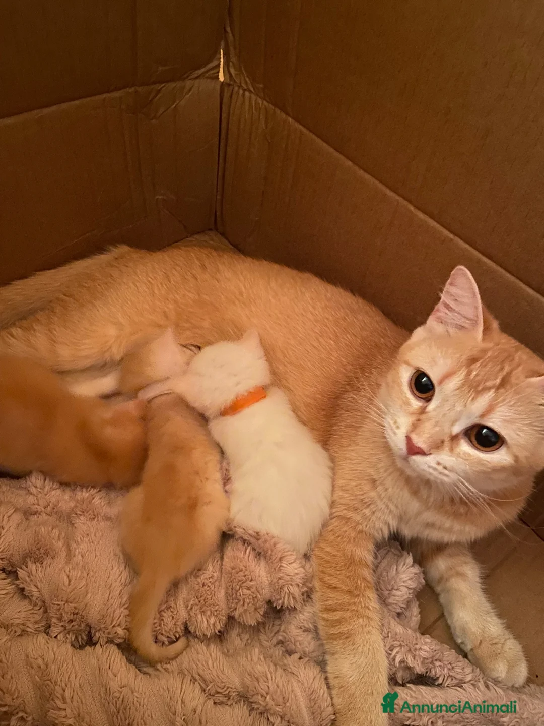 Scottish gatti in vendita: Gattini scottish  - Annuncio 1