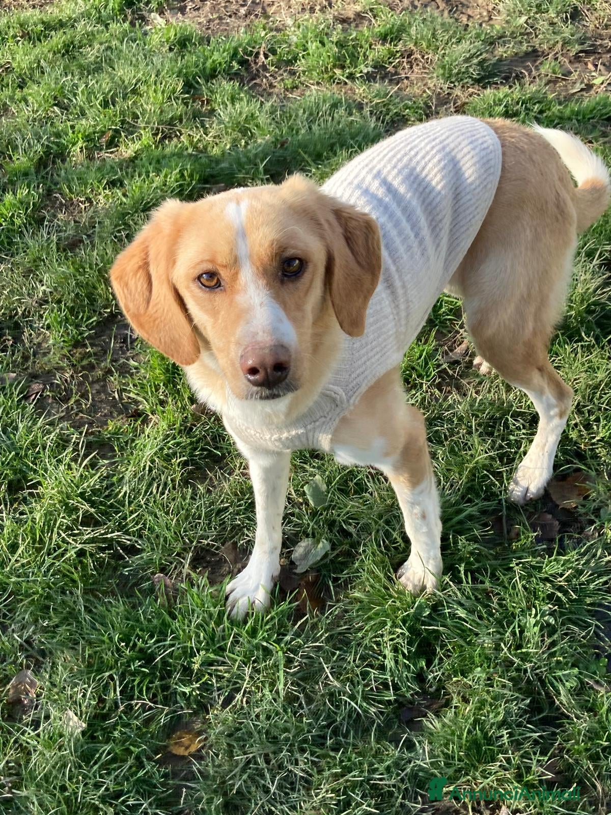 Meticcio cani Camilla  - Annuncio 32