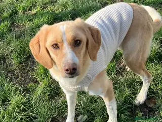 Meticcio cani Camilla - Annuncio 32