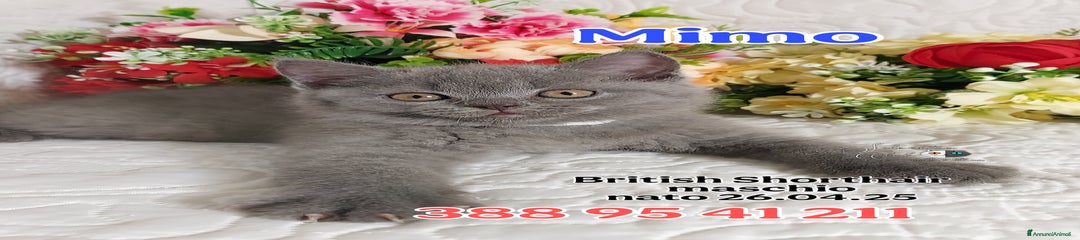 British Gattino 2
