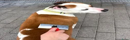 Meticcio cani in regalo: MAYA AMSTAFF - Annuncio 6