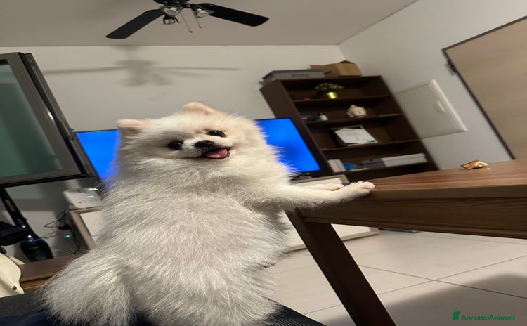 Volpino Pomerania cani a Provincia di Como - Annuncio 1