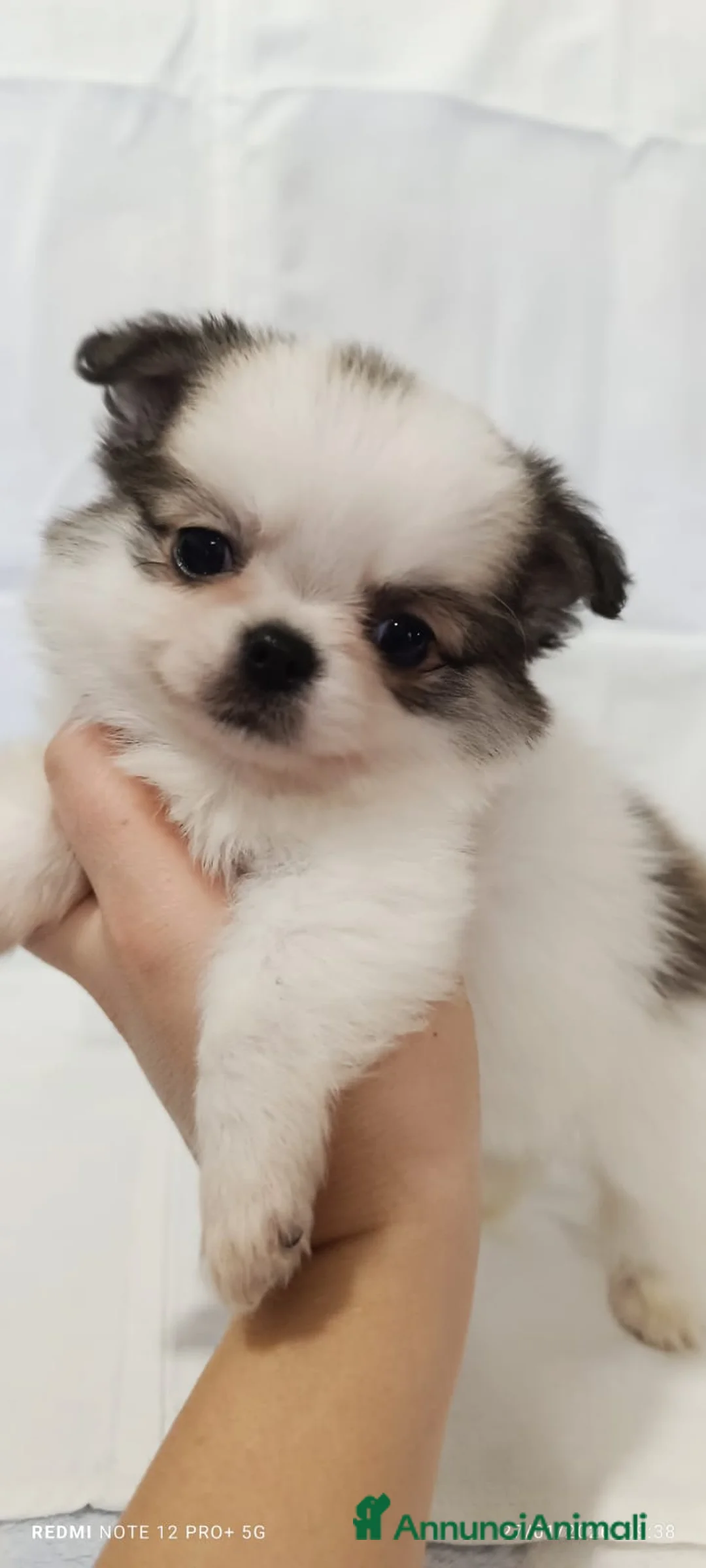 Chihuahua cani in vendita: Vendo cuccioli  - Annuncio 1