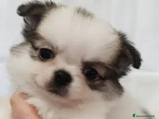 Chihuahua cani Vendo cuccioli - Annuncio 13