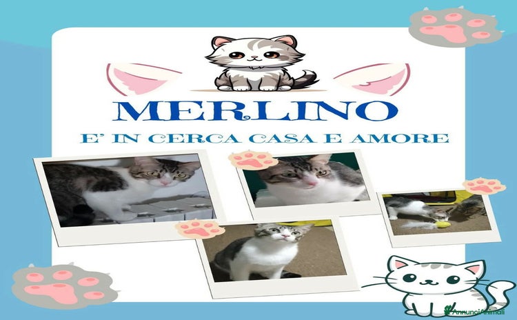 Europeo gatti a Provincia di Monza e della Brianza - Annuncio 5