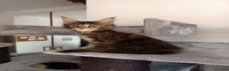 Maine Coon gatti in vendita: Cucciola Maine coon dai colori fantastici  - Annuncio 1