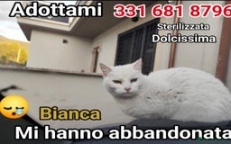 Europeo gatti in regalo: Micia bianca adulta URGENTE AIUTO SOS CASA ROMA a Città metropolitana di Milano - Immagine 4