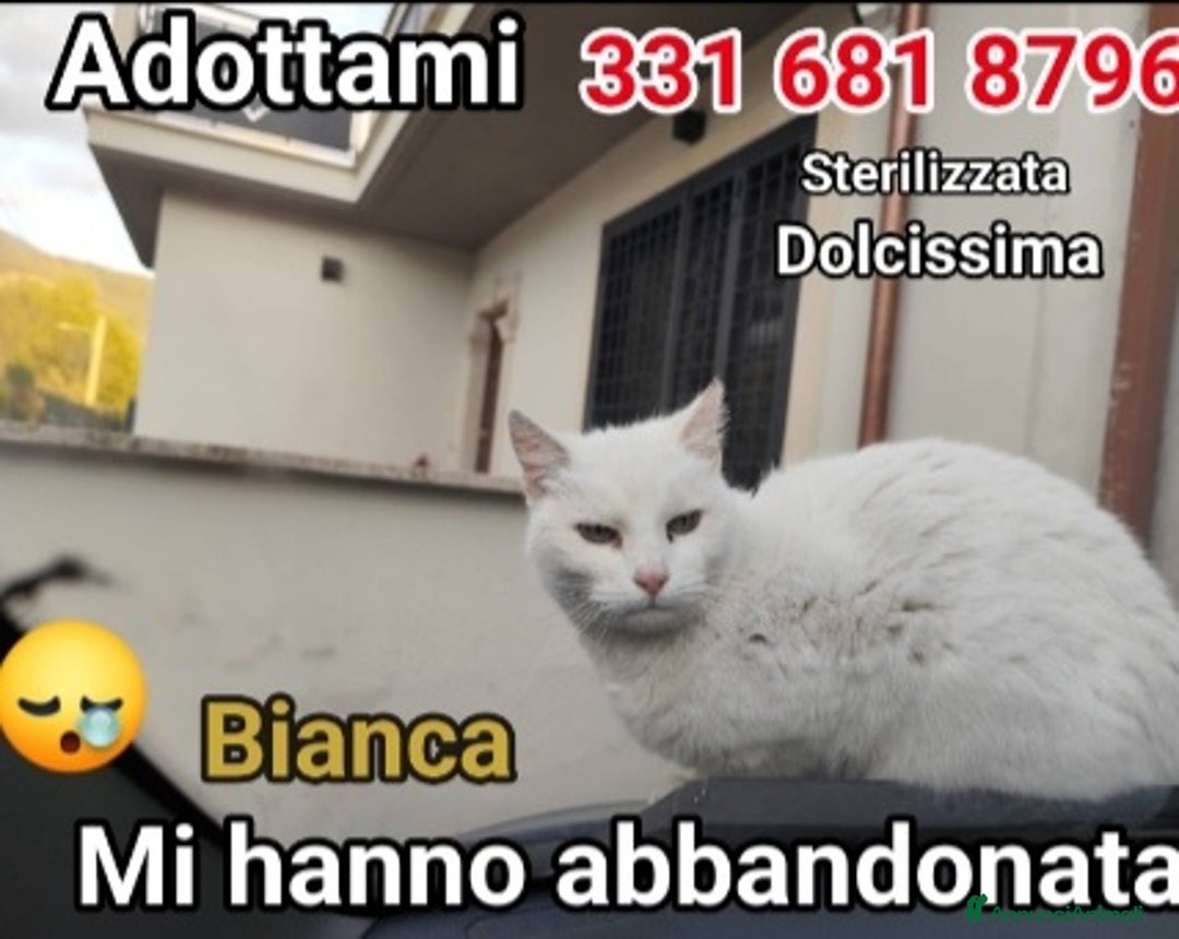 Europeo gatti in regalo: Micia bianca adulta URGENTE AIUTO SOS CASA ROMA a Città metropolitana di Milano - Immagine 4
