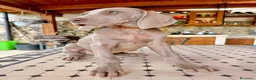 Weimaraner cani in vendita: Cuccioli di Weimaraner con Pedigree ENCI - Annuncio 10