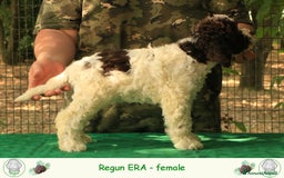 Lagotto cani in vendita: Lagotto romagnolo - cucciolo 7 a Provincia di Ravenna - Immagine 2
