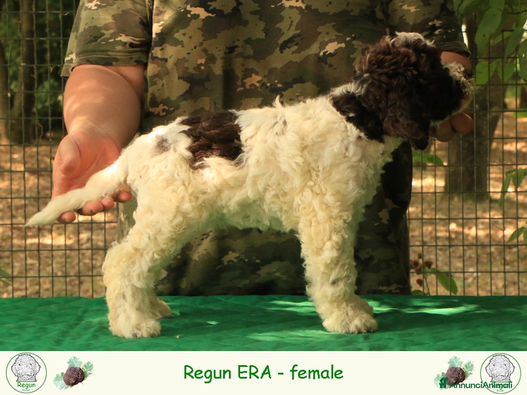 Lagotto cani in vendita: Lagotto romagnolo - cucciolo 7 a Provincia di Ravenna - Immagine 2
