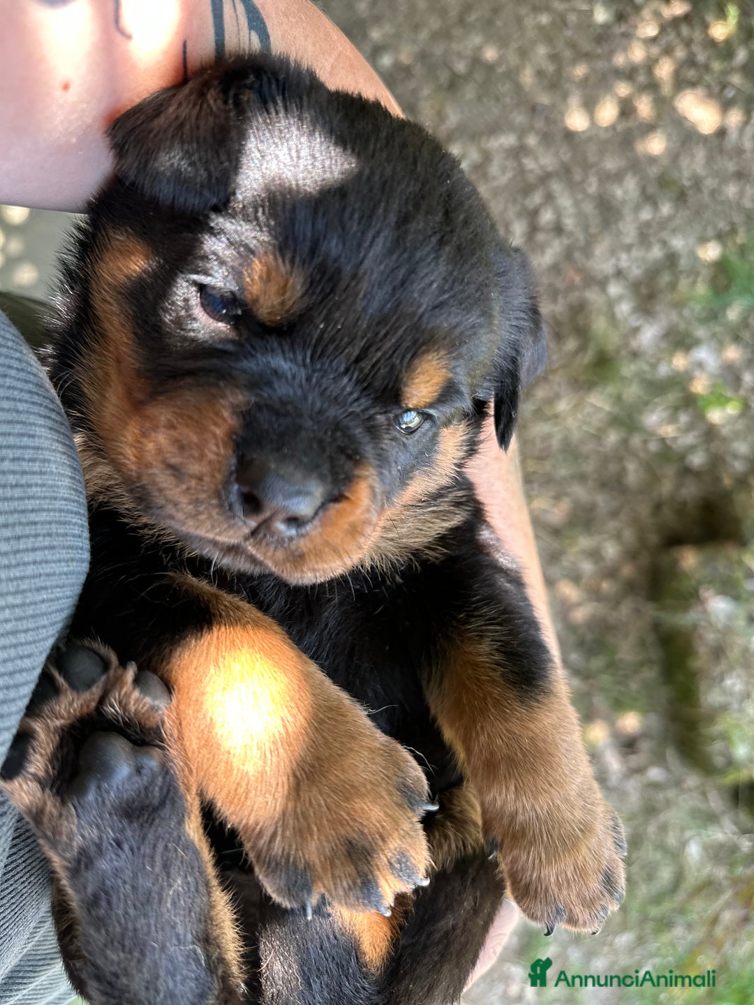 Rottweiler cani in vendita: Cuccioli maschi ROTTWEILER  a Metropolitan City of Turin - Immagine 19