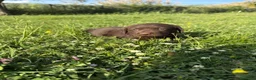 Labrador cani in vendita: Cuccioli Labrador  - Annuncio 29