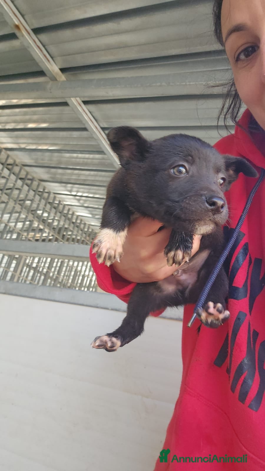 Meticcio cani Lipari: 2 mesi taglia contenuta - Annuncio 6