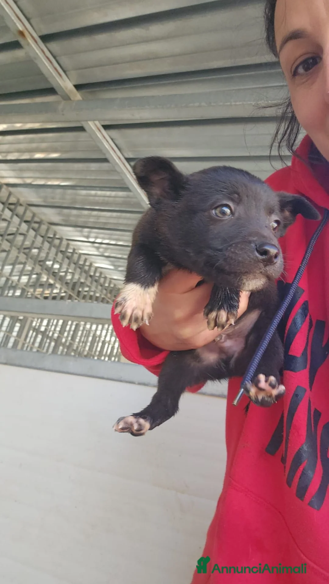 Meticcio cani in regalo: Lipari: 2 mesi taglia contenuta - Annuncio 1