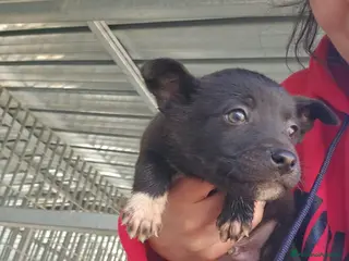 Meticcio cani Lipari: 2 mesi taglia contenuta - Annuncio 6