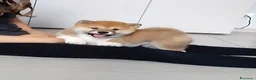 Shiba Inu cani in vendita: Cucciolo di Shiba Inu - Annuncio 2