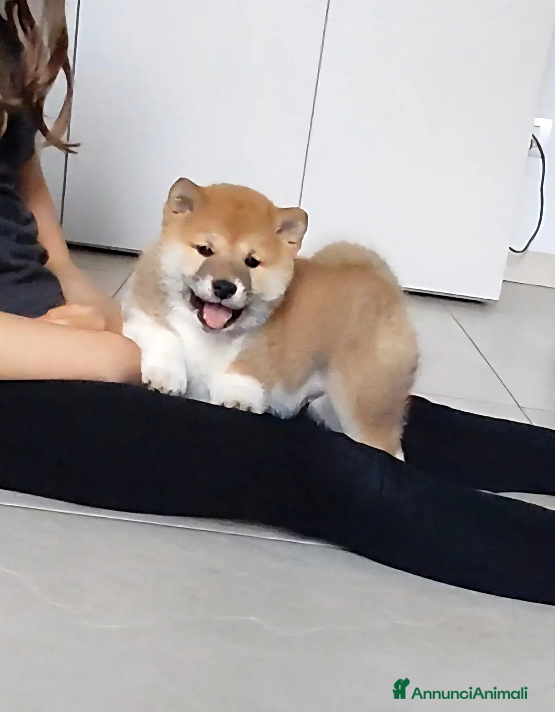 Shiba Inu cani in vendita: Cucciolo di Shiba Inu - Annuncio 2