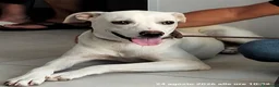 Meticcio cani in regalo: Bella la cucciolona che ama i mici - Annuncio 2