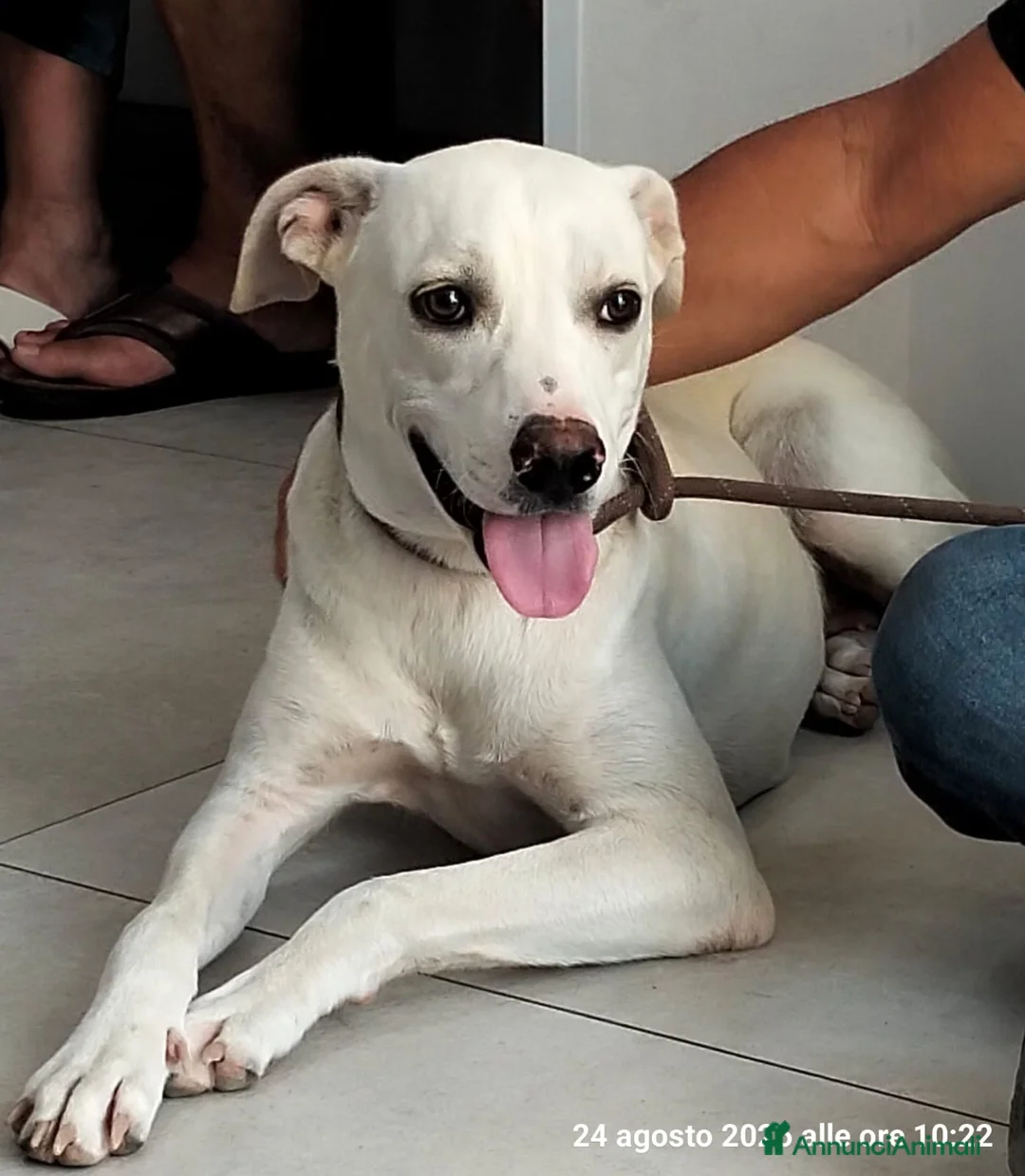 Meticcio cani in regalo: Bella la cucciolona che ama i mici - Annuncio 2