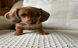 Bassotto cani in vendita: Cuccioli di Bassotto pronti a Provincia di Perugia - Immagine 4
