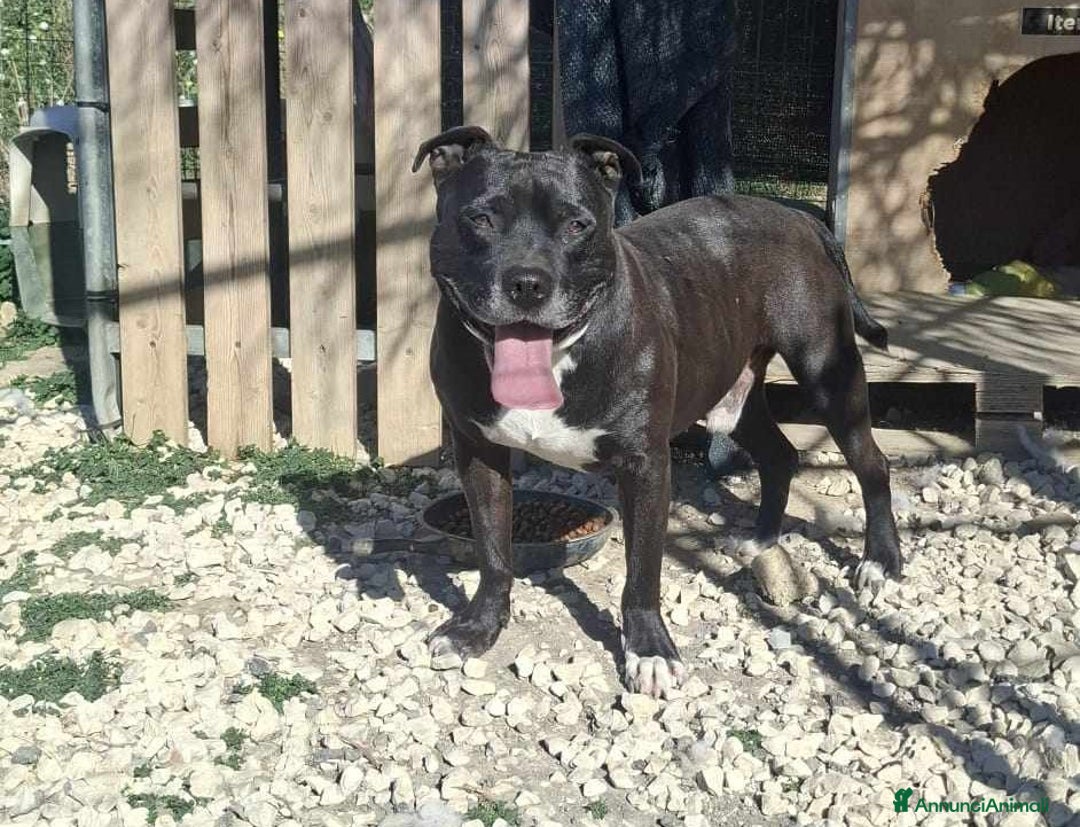 Pitbull cani in regalo: dolce roy in regalo a Città metropolitana di Catania - Annuncio 3