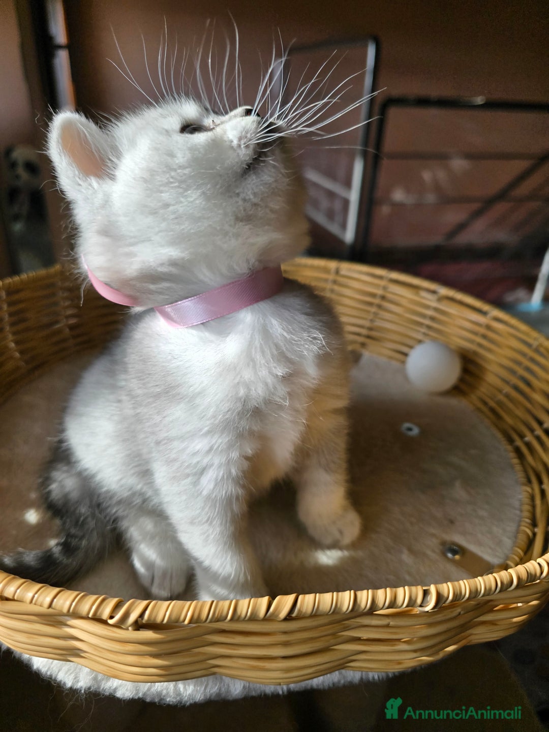 Scottish gatti in vendita: Gattini Scottish fold e straight silver shaded - Annuncio 6