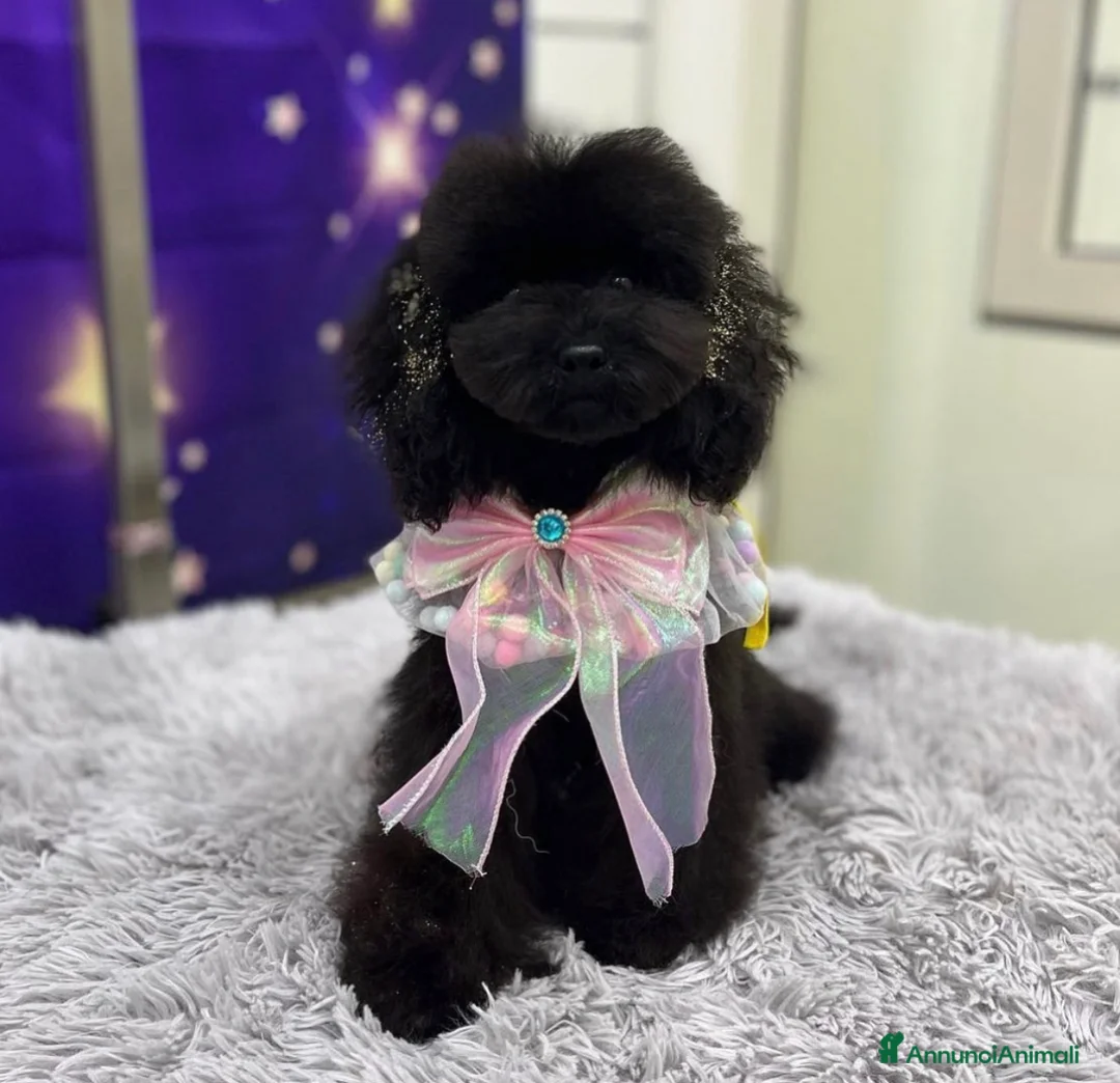 Immagine della galleria {{count}}