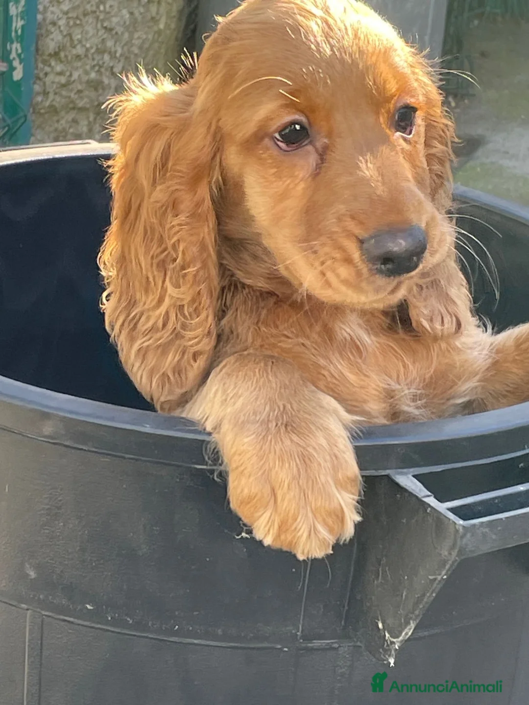 Cocker cani in vendita: COCKER SPANIEL INGLESE - Annuncio 7
