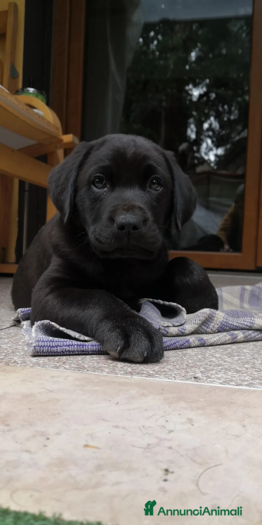 Labrador cani in vendita: Cuccioli di Labrador Retriever  nwri - Annuncio 7