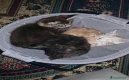 Maine Coon gatti in vendita: Cuccioli MAINE COON - Annuncio 6