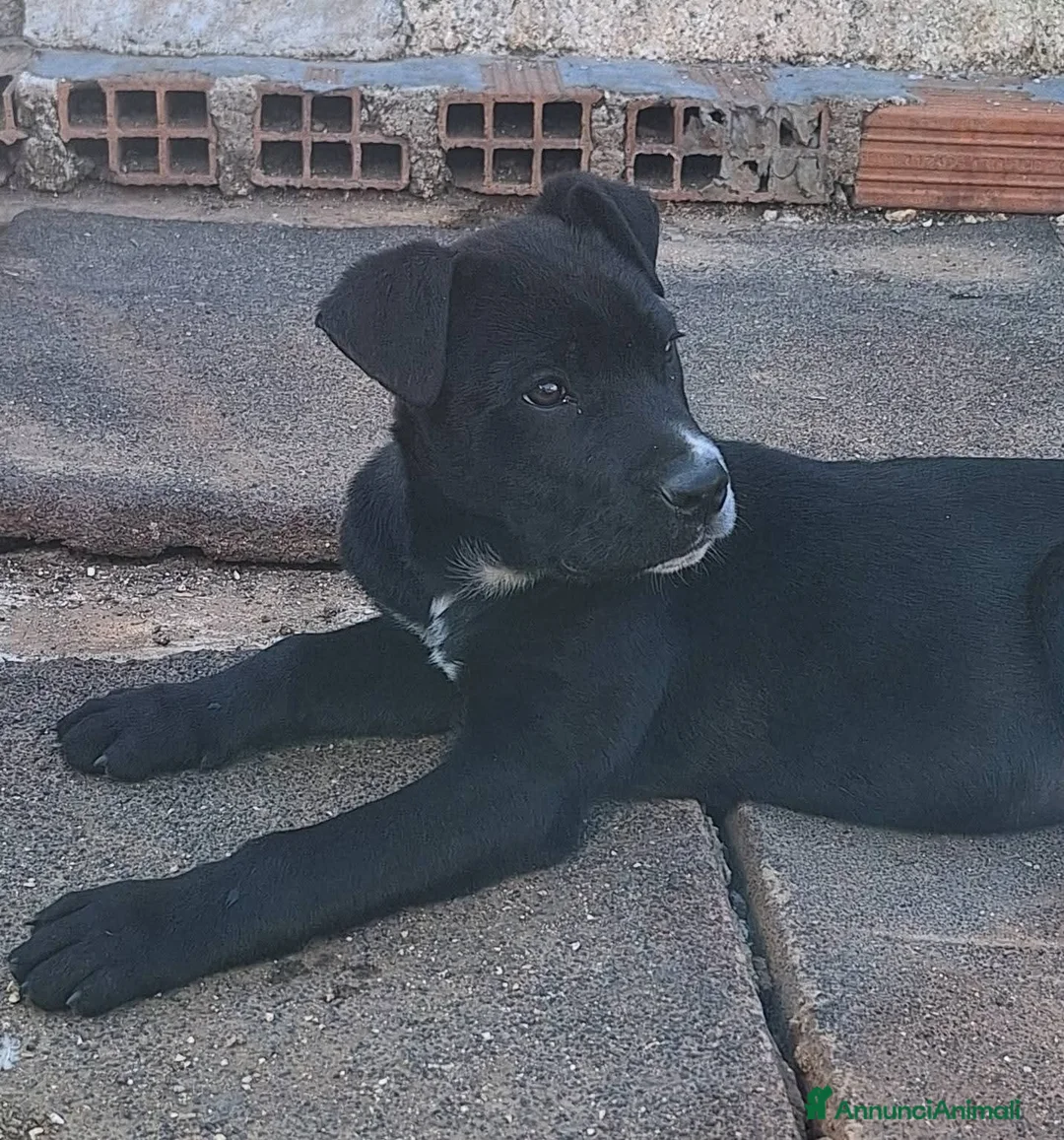 Meticcio cani in regalo: Artù cerca casa - Annuncio 1