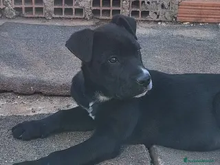 Meticcio cani Artù cerca casa - Annuncio 6