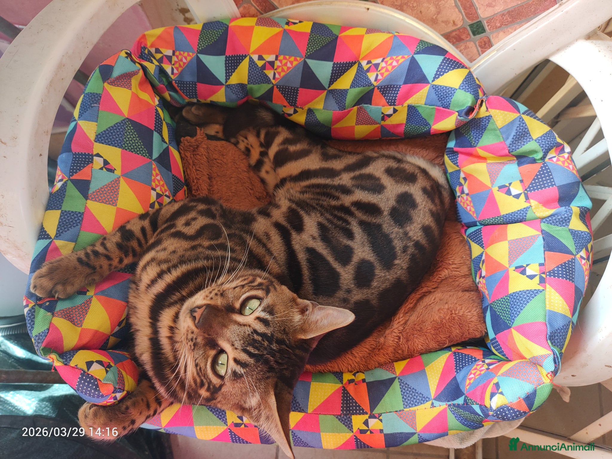 Bengala gatti Gatto Bengala Maschio  - Annuncio 5