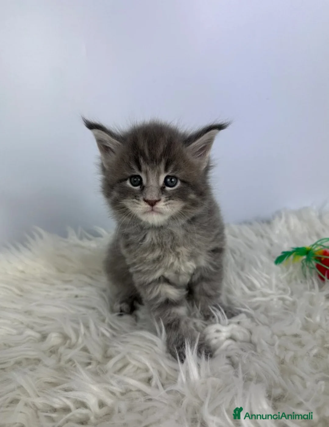 Maine Coon gatti in vendita: 6 splendidi gattini Maine Coon di razza pura - Annuncio 18