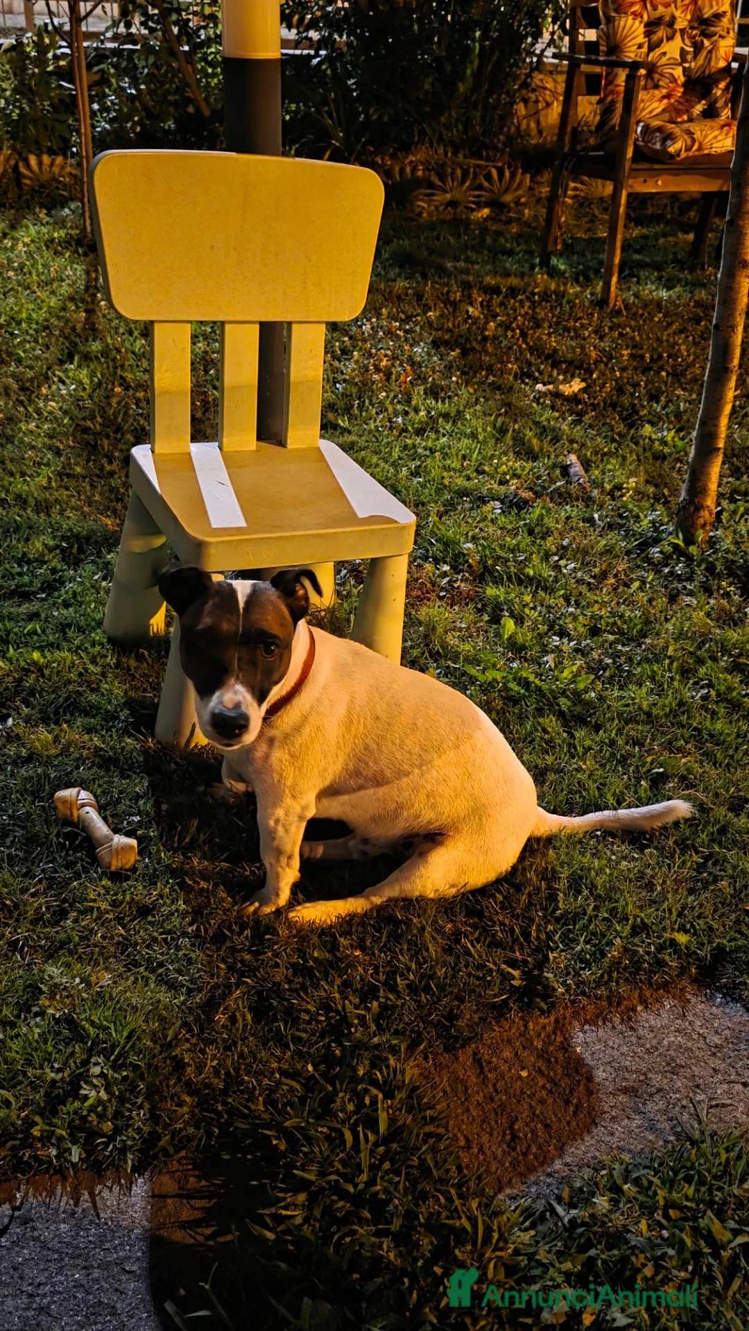 Jack Russell cani per accoppiamento: Jack Russell disponibile per accoppiamento - Annuncio 2