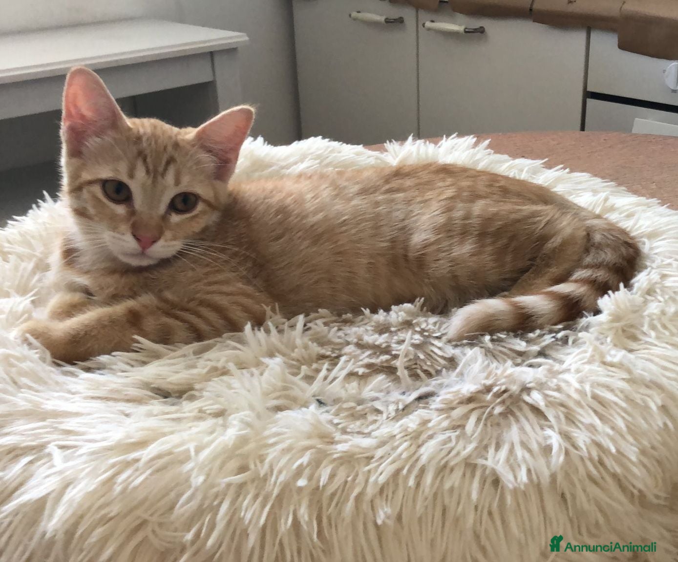 Meticcio gatti Gattina Rossa (Ginger) per donazione gratuita - Annuncio 1