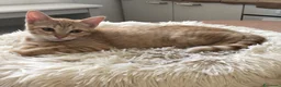 Meticcio gatti in regalo: Gattina Rossa (Ginger) per donazione gratuita - Annuncio 1