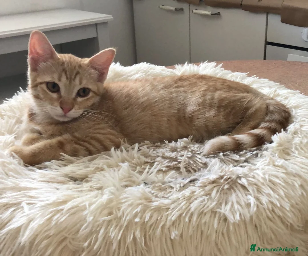 Meticcio gatti in regalo: Gattina Rossa (Ginger) per donazione gratuita - Annuncio 1