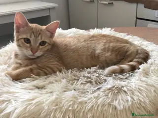 Meticcio gatti Gattina Rossa (Ginger) per donazione gratuita - Annuncio 2